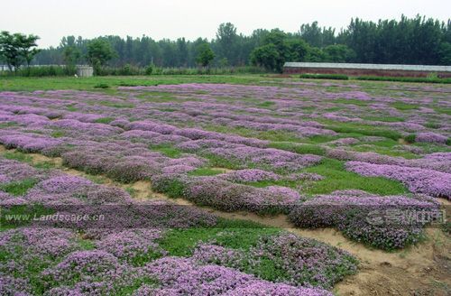 趙惠恩：植被生態(tài)恢復(fù)需要前瞻性思考