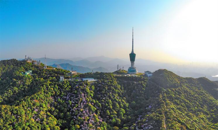 深圳梧桐山國家級(jí)風(fēng)景區(qū)山頂森林植被恢復(fù)景觀設(shè)計(jì) | 深圳文科園林股份有限公司+深圳市梧桐山風(fēng)景區(qū)管理處