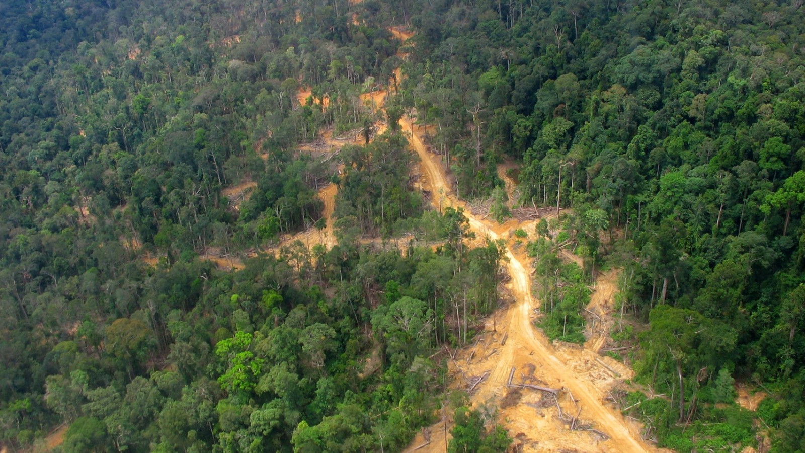 borneo-jakarta-relocation-city-logging-road-East-Kalimantan-2005-wikicommons-hero.jpg