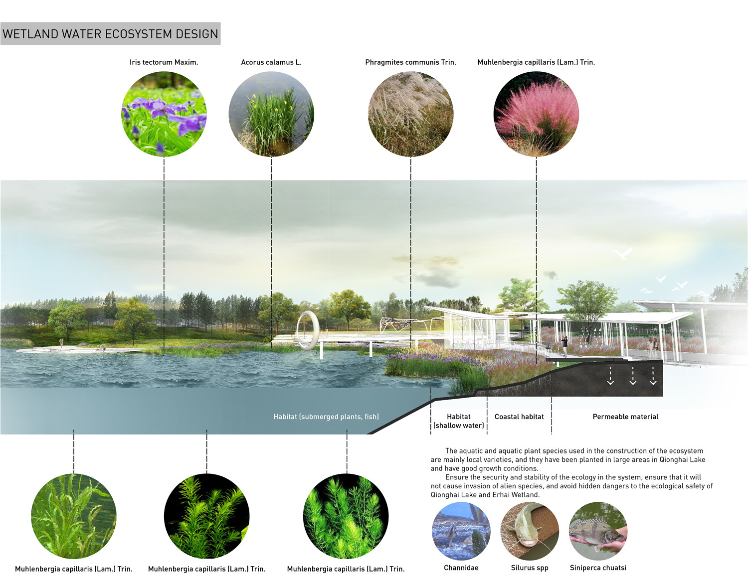 04Wetland water ecosystem design.jpg