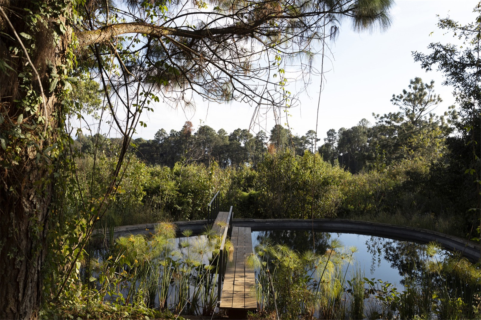 Estudio-Ome-Forest-garden-Nests house_116.jpg