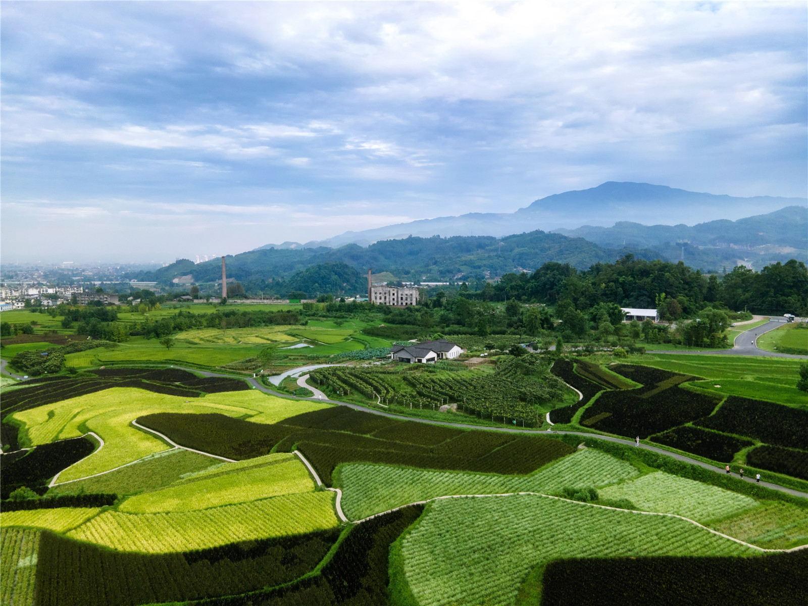 09-成片的荒廢農(nóng)田被重新種植上彩色水稻?樂(lè)道景觀.jpg